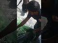 🐬ஆரல் மீன் 🐬#short video...