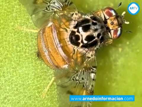 Alerta sobre la presencia de la Mosca de la Fruta