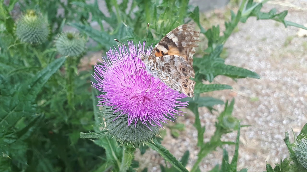 vlinderhof garden Butterfly