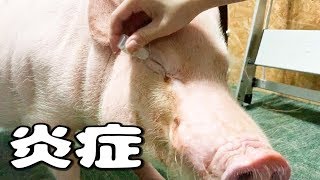 ミニブタが体調不良なので病院に行ってきました