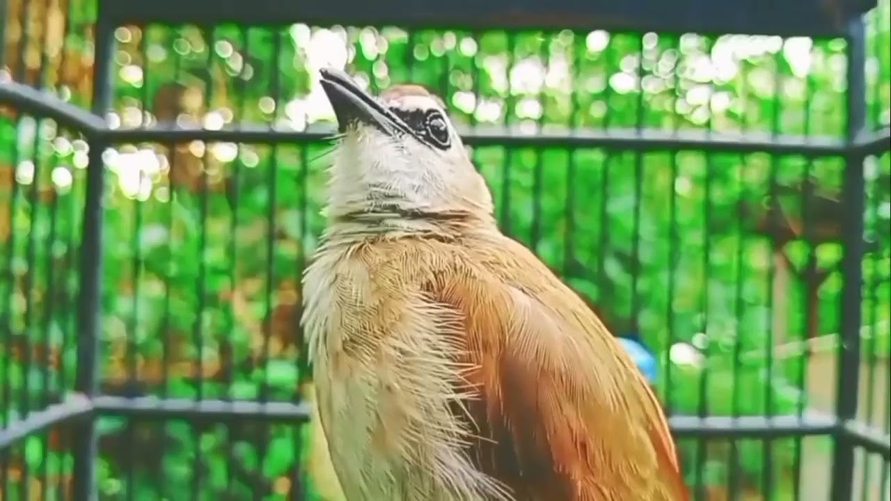 Trucukan BETINA MANGGIL JANTAN Suara tajam Bikin Trucukan DIAM BISU IKUT NYAUT GACOR Seketika