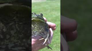 🐸✨ Загадочный мир лягушек 🐸🌿