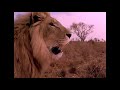 IRON LION ZION - BOB MARLEY AND THE WAILERS (Songs of Freedom 1992)