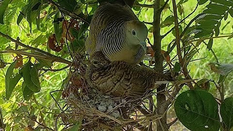 Dove birds Breeding protects babies in two nests  - Baby Birds Dove good bay in nest