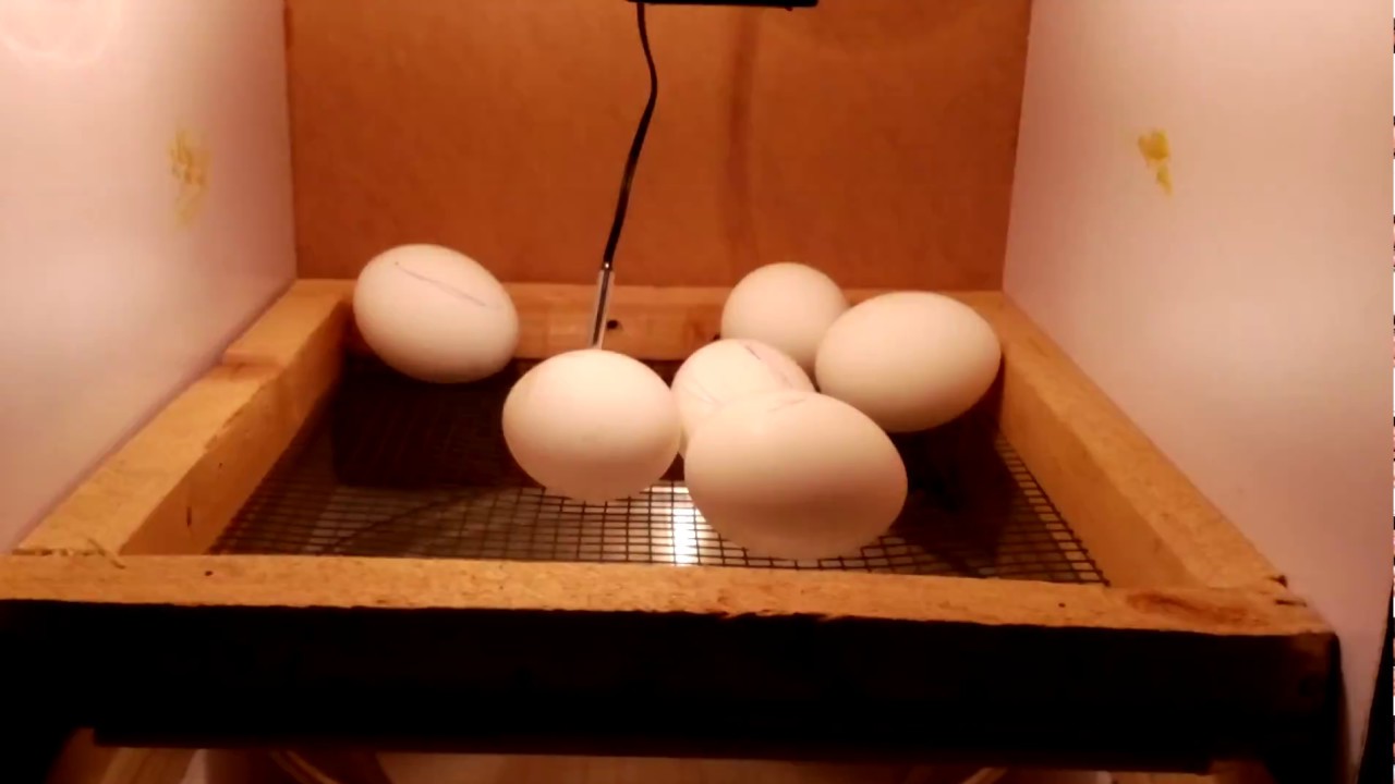 New incubator 30 eggs manual turning - YouTube