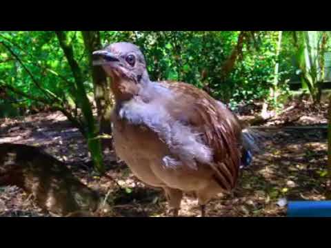 Burung suara senapan
