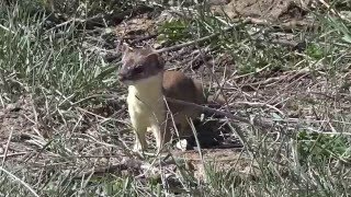 04142016 longtailed weasel