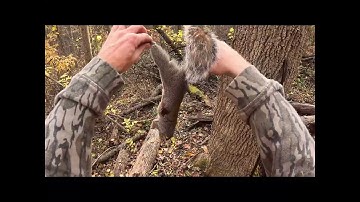 Fall 2025 Flintlock Squirrel ACTION!