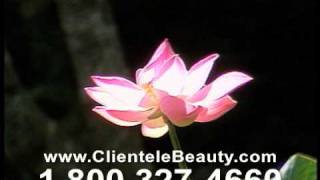 The Clientele Lotus Story