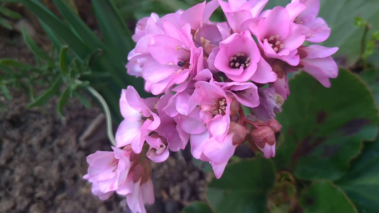Kış Ortancası (Bergenia)