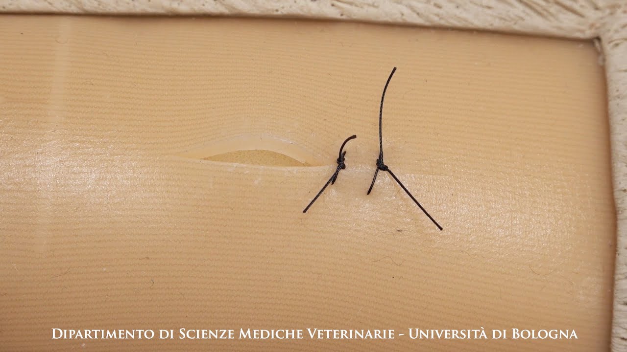 Sutura a punti semplici staccati - Clinical Skills Lab