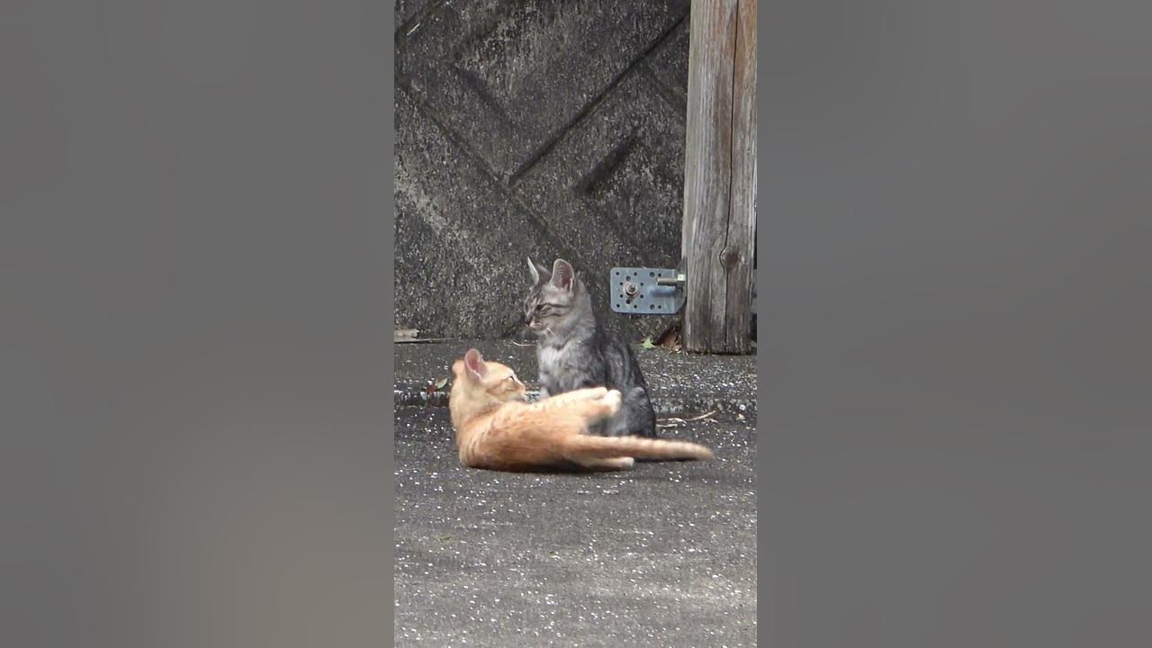 猫 かまってちゃん shorts 猫 兄弟 YouTube 猫 かまってちゃん shorts 猫 兄弟 YouTube