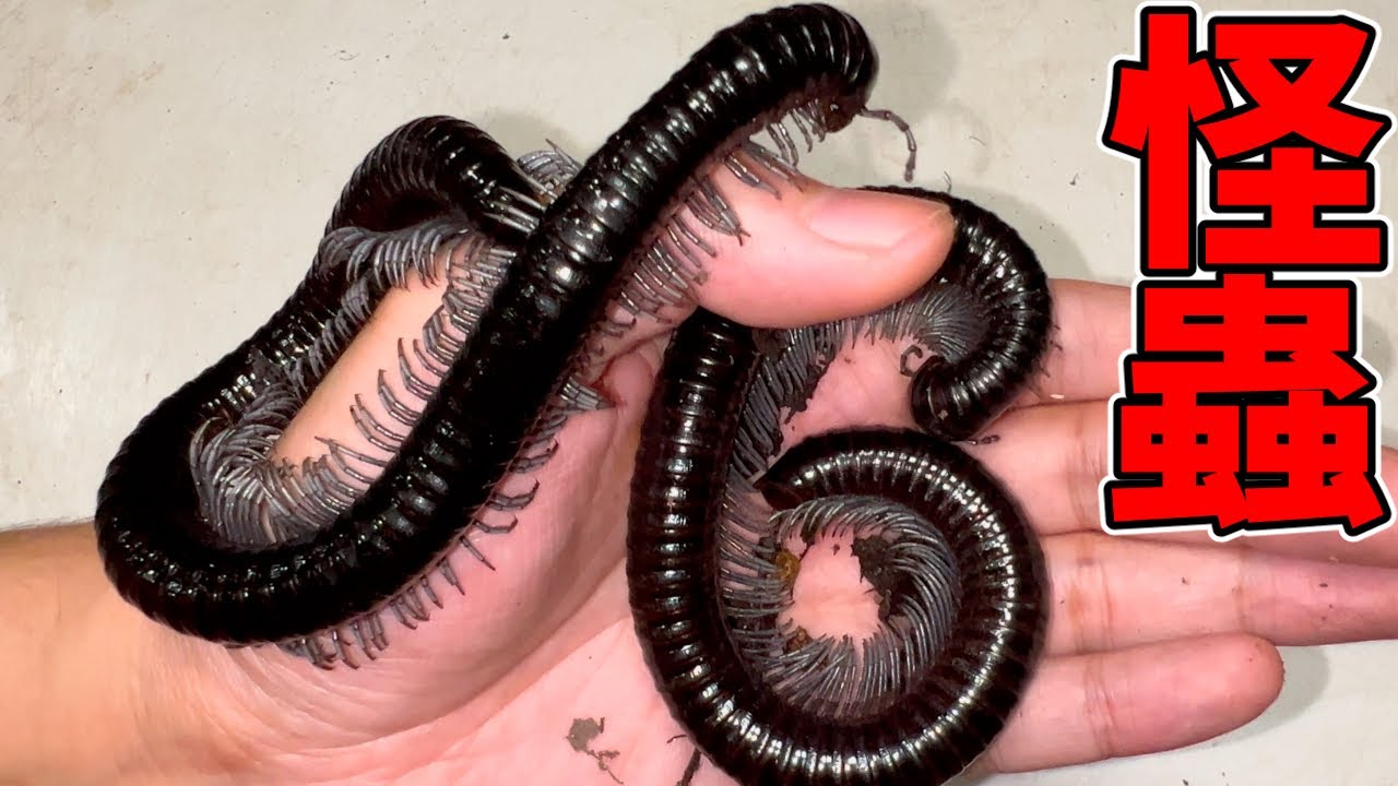 The blue-legged monster millipede is out of this world!!! - YouTube