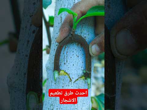 ملايين من الناس لا تعرف هذة الطريقة فى تطعيم الاشجار