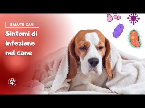 Sintomi di infezione nel cane | Amoreaquattrozampe.it
