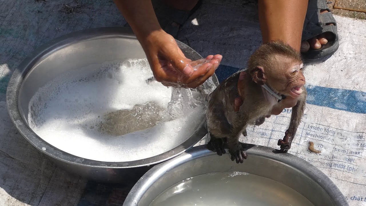 the-baby-monkey-aboy-scared-the-water-i-love-aboy-takecare-babymonkey