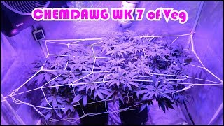 Week 7 of Vegetation for the Chemdawg Beginner Grow Series: Last week before Flipping to Flower!