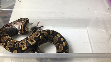 Time lapse graphic python feeding video