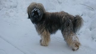 Chang-Po Having Fun in the Snow