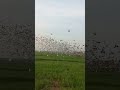 سباق البصرة الوطني سباق شيخ سعد مسافه 250كليو 2023 1 28 