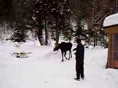 Moose In Backyard