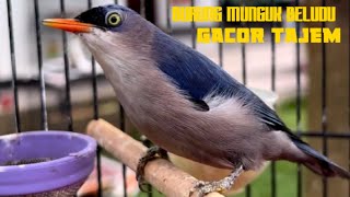 Burung munguk beludu gacor buat masteran