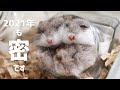 【子年は終わったけど】どうしても仲間と一緒に寝たいハムスター【大暴れ】
