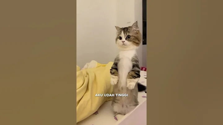 Video 10519501: kucing cat kitten persia, bicolor kitten