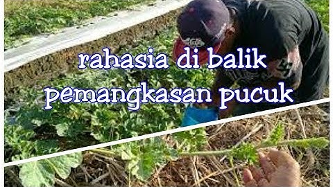 Thumbnail of cara melakukan pangkas pucuk dan ranting pada tanaman semangka