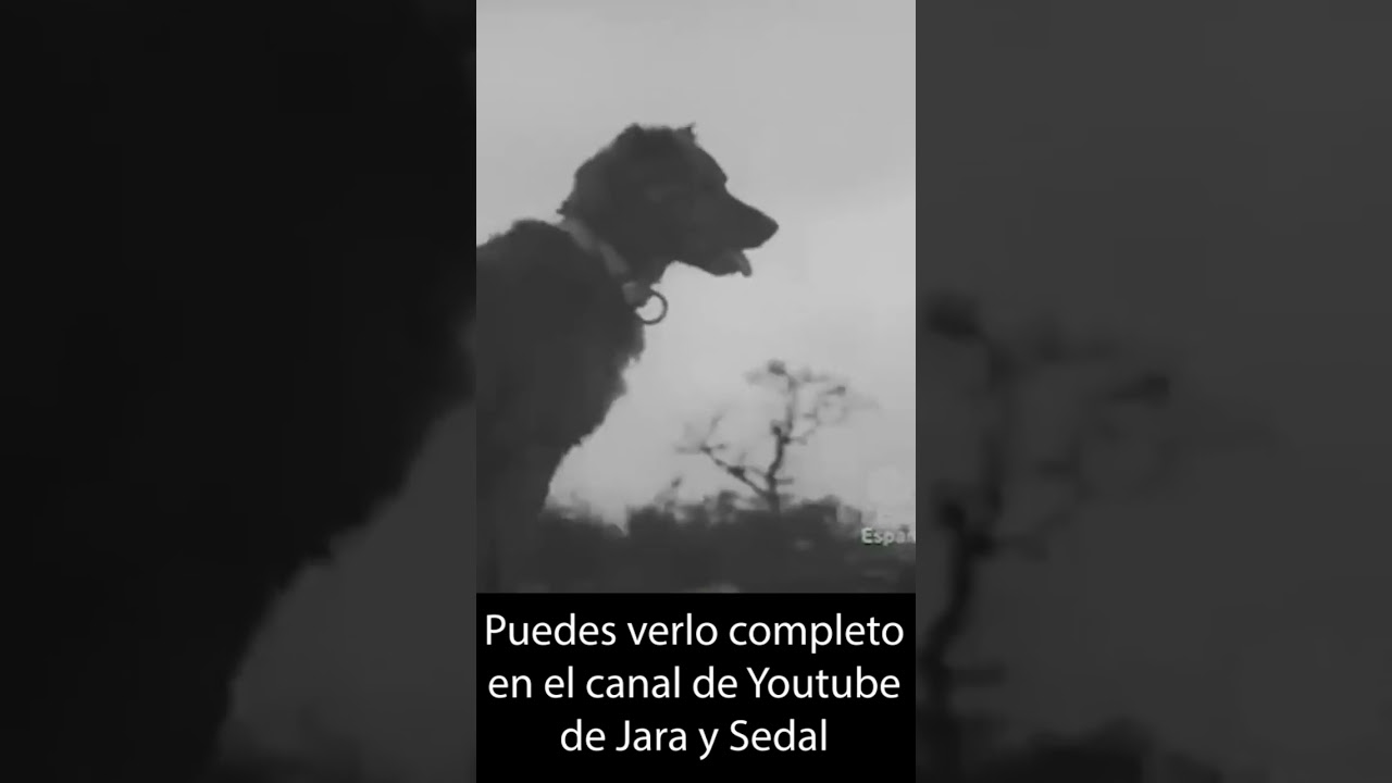 La montería española, hace 80 años