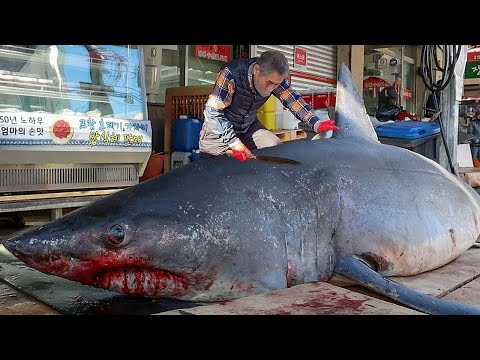 그물에 바위가 걸린줄 알았는데 식인상어?! 3.4미터 초대형 상어 해체작업 Giant SHARK Cutting skill / Korean street food