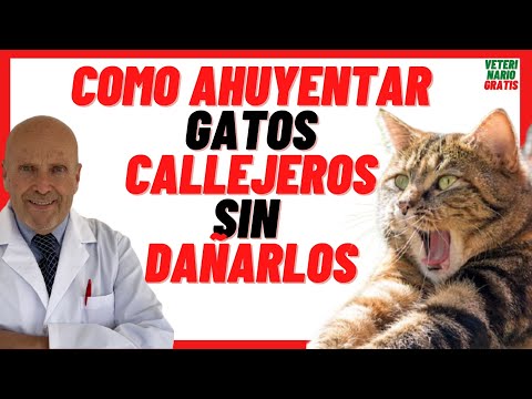 Video: ¿Son buenos los ahuyentadores de gatos?