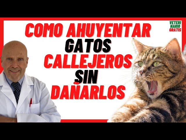 Cómo ahuyentar gatos callejeros?