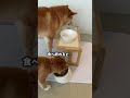 生後２ヶ月の子犬のうしろ姿がかわいすぎる・・・　#Shorts