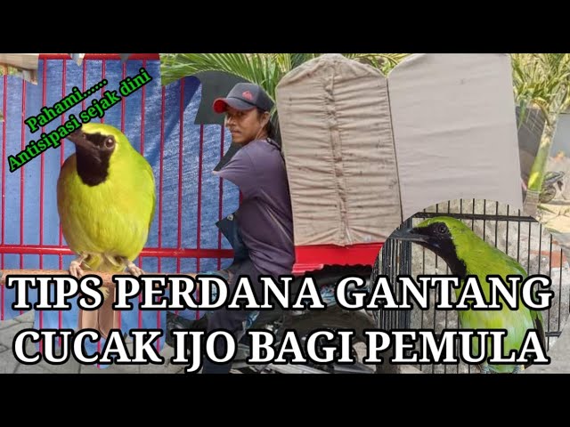 Tips persiapan perdana menggantang cucak ijo ll Persiapan perdana bagi pemula gantang cucak ijo class=