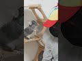 チンチラって犬みたいになつくの？ #Shorts
