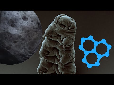 No, Tiny Creatures Aren’t 'Colonizing' The Moon