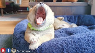 Baby Shiba Scream!! How can somethimg so Smol be so LOUD!?