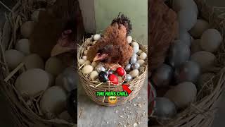 Smart Eggs: How Tech Is Transforming the Chicken Coop #reels #viral #trending