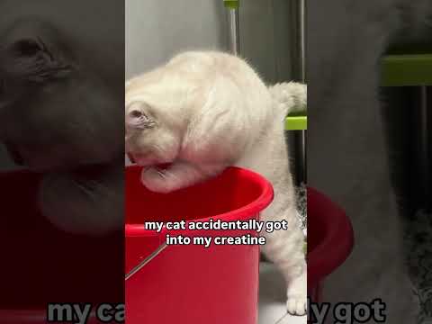 #cat #балансвселенной #изобилие #memes #дыхание #funny #силасознания #travel #pets