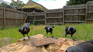 Jackdaws eating mealworms/nuts because they are hungry berds and need crowtein to fight other birds?