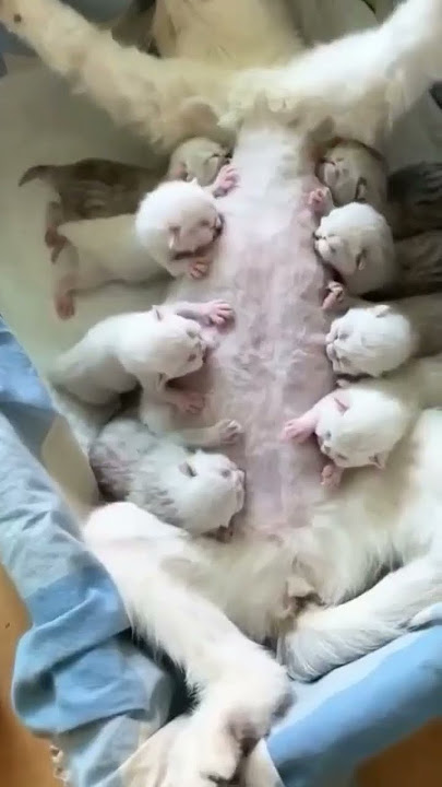 #asmr #memuaskan #IndukKucing Menyusui Anak Kucing Lucu