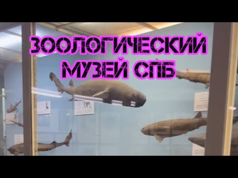 Небольшая прогулка по Зоологическому музею Санкт-Петербурга😻