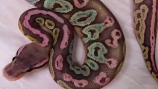 WHOA! THESE BABY SNAKES ARE SO PRETTY! Q&A | BRIAN BARCZYK