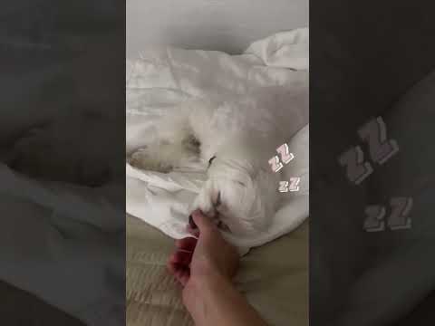 푹 잘때 말랑말랑 까만코 떼어가야겠다