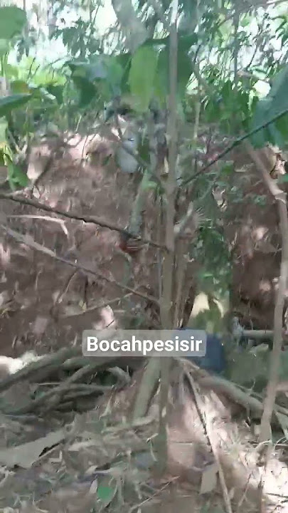 Mikat Tepus pipi perak di pinggir rumah #suara #pikat #tepus #video #short #bocahpesisir