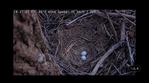 Overhead view of owl nest