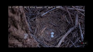 Overhead View Of Great Horned Owl Nest