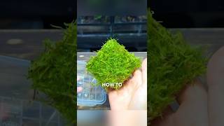 How To Grow & Propagate Moss For Terrariums!