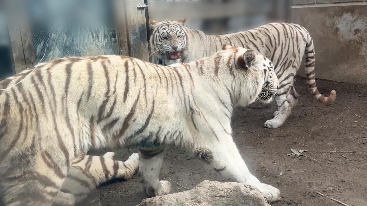 番外編 ご飯の時のママは怖いね！ツキちゃんシグレくん【番外編】【アニマルキングダム】